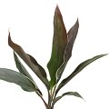 Dracaena Cordyline Cuppcino